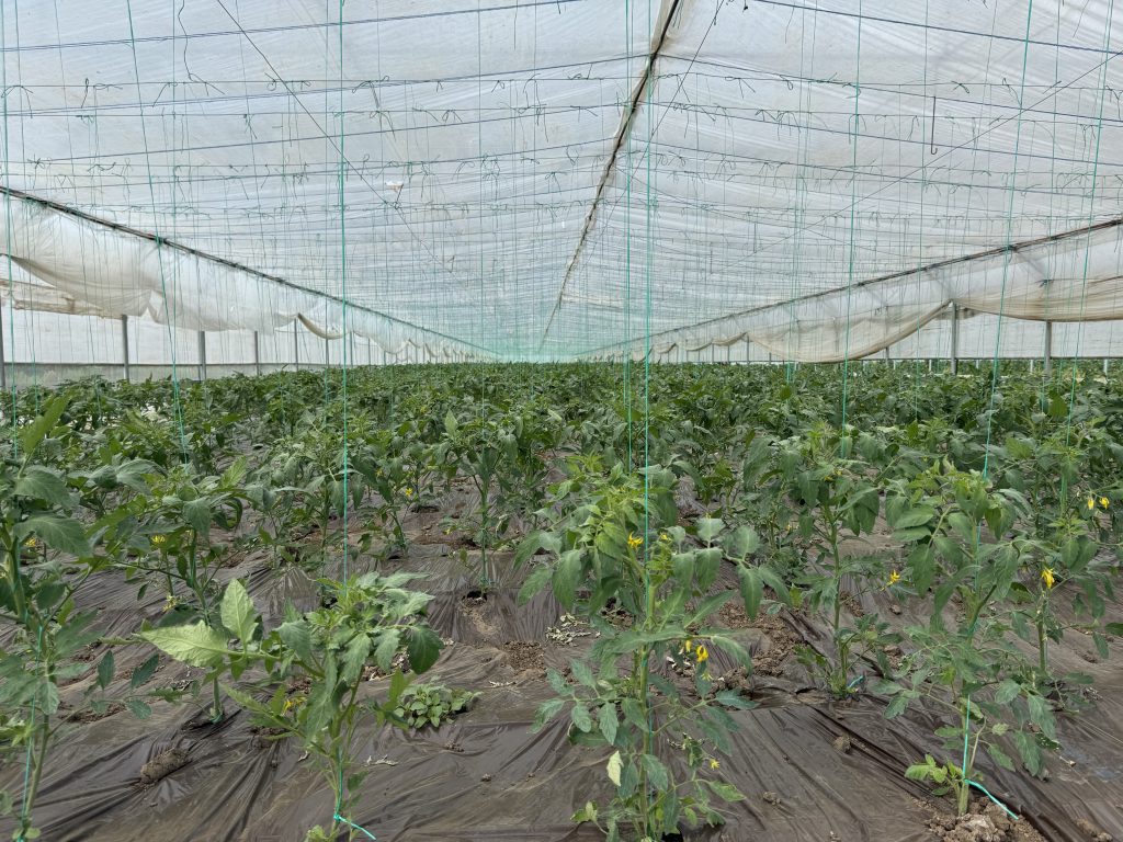 De la Fierbinți la supermarketuri: povestea lui Marian Spiridon, legumicultor cu 20 de ani de experiență
