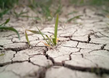 Între secetă și supraviețuire: Cum se reinventează micii fermieri din România în fața schimbărilor climatice