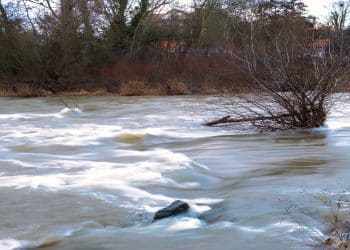 Fermierii în fața apelor: măsurile ANSVSA pentru salvarea animalelor din zonele inundate