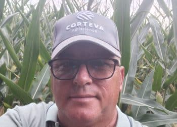 Porumbul în scadere în Vâlcea, din cauza secetei persistente