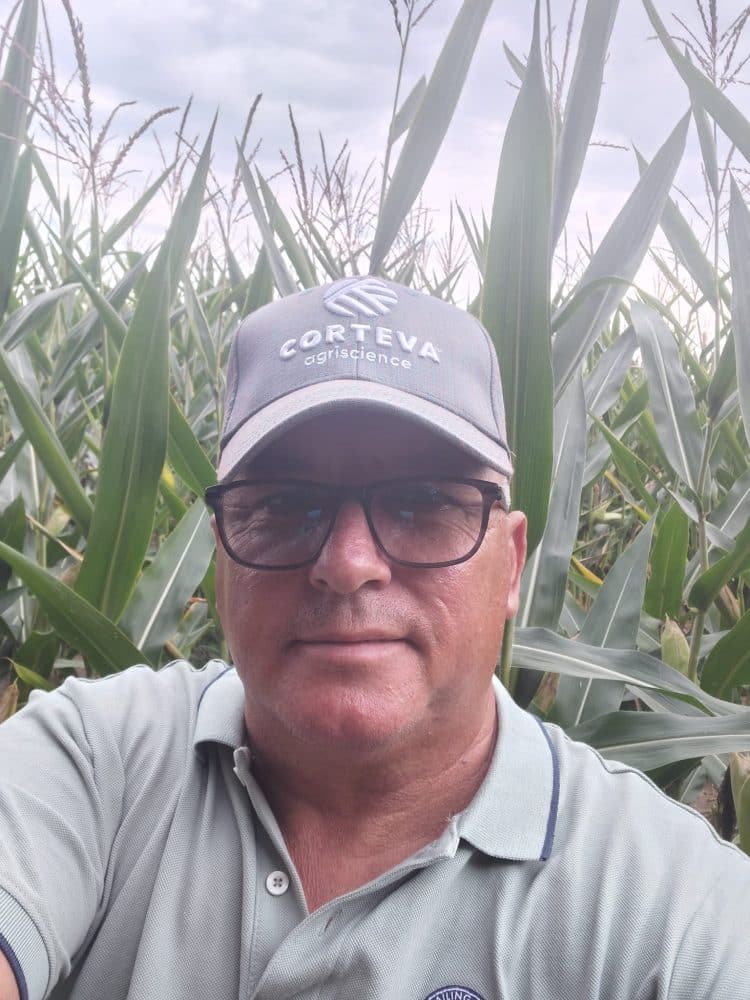 Porumbul în scadere în Vâlcea, din cauza secetei persistente