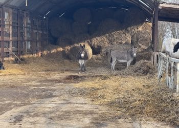 Fermieri, atenție: Guvernul pregătește taxe usturătoare pentru grajduri și șoproane fără autorizație