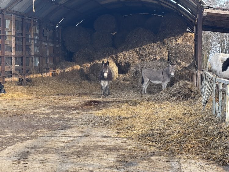 Fermieri, atenție: Guvernul pregătește taxe usturătoare pentru grajduri și șoproane fără autorizație