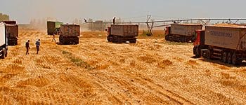 România câștigă un litigiu internațional în comerțul cu cereale: Victorie majoră pentru Cerealcom Dolj la GAFTA Londra