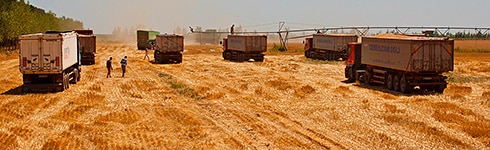 România câștigă un litigiu internațional în comerțul cu cereale: Victorie majoră pentru Cerealcom Dolj la GAFTA Londra