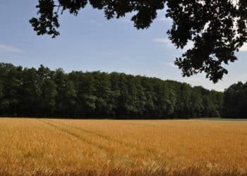 Cum își securizează fermierii vestici recolta și de ce românii abia acum învață jocul prețurilor