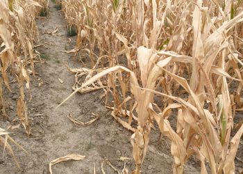 Despăgubiri secetă 2025: fermierii pot depune înștiințări până la 15 octombrie