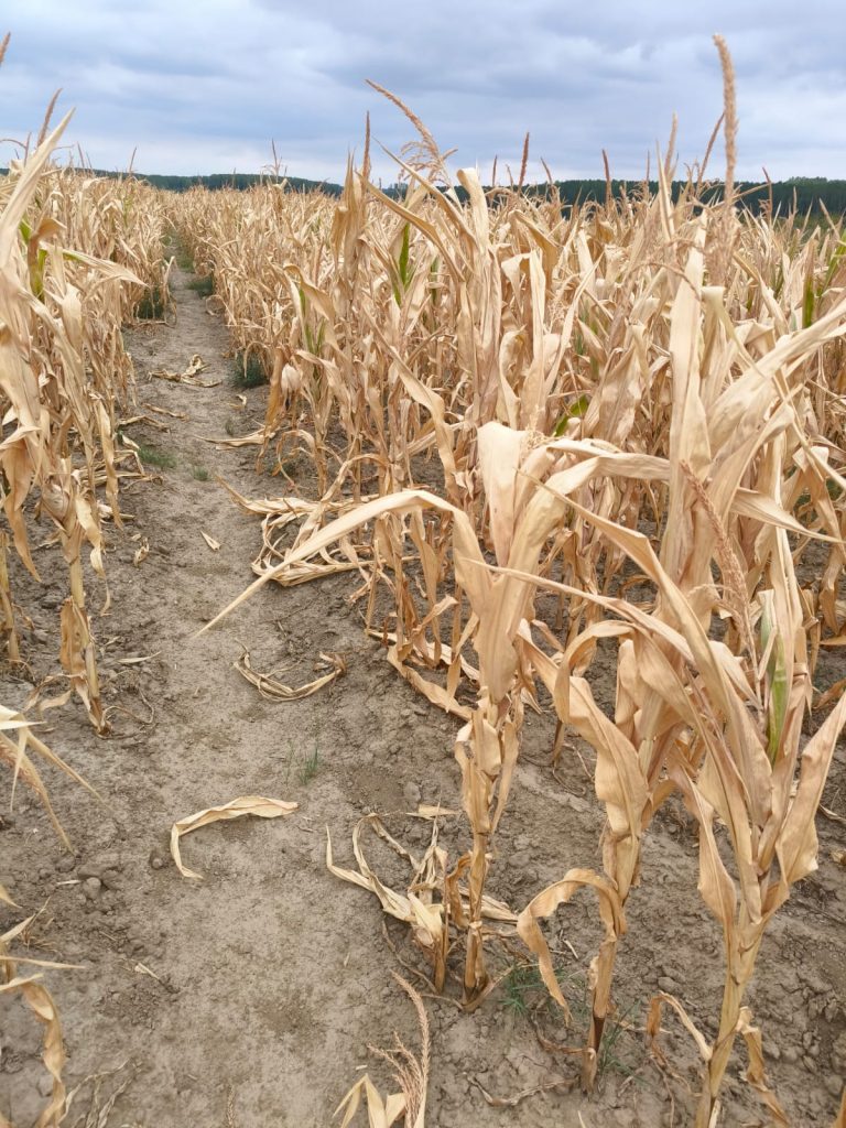 Despăgubiri secetă 2025: fermierii pot depune înștiințări până la 15 octombrie