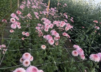 Crizantema românească în pericol Producătorii trag un semnal de alarmă privind prețurile practicate de comercianți