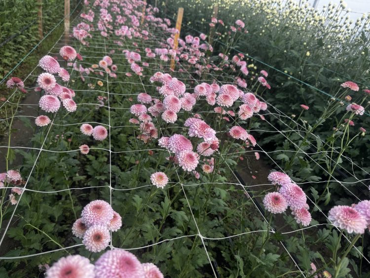 Crizantema românească în pericol Producătorii trag un semnal de alarmă privind prețurile practicate de comercianți