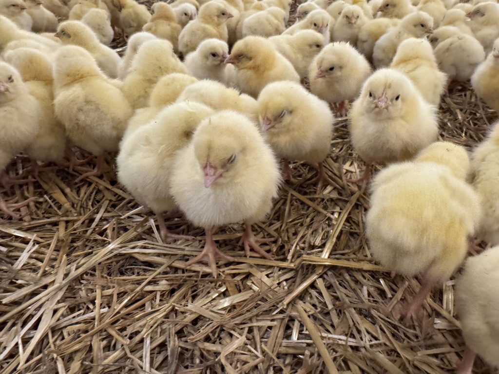 Lupta României cu riscul crescând al gripei aviare, în contextul presiunii epidemiologice europene