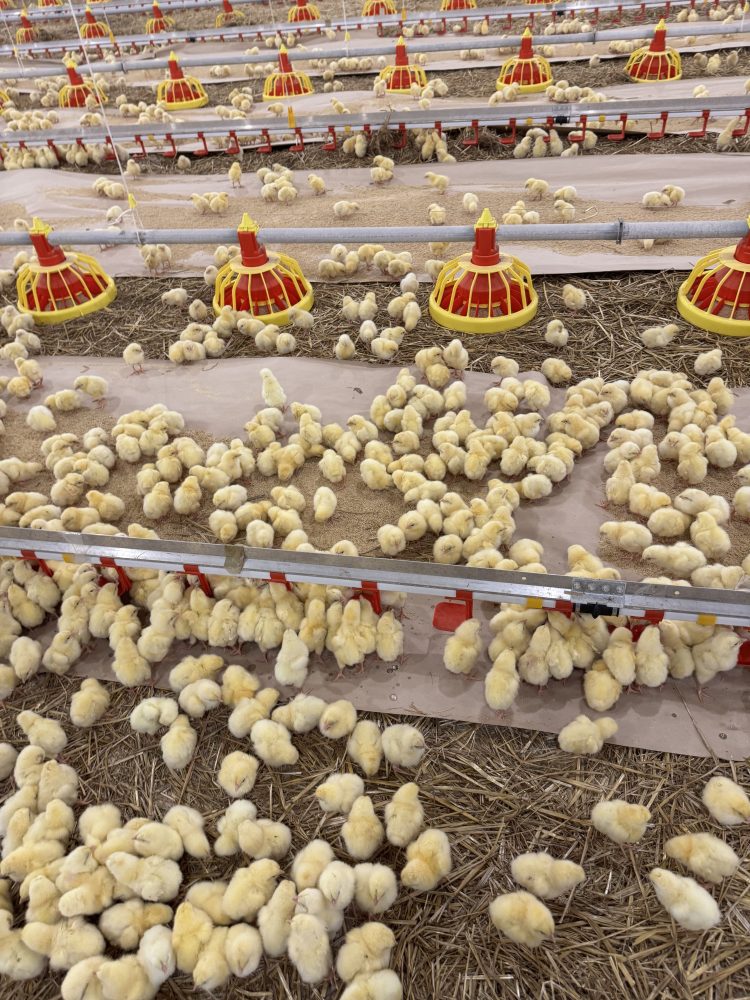 Lupta României cu riscul crescând al gripei aviare, în contextul presiunii epidemiologice europene