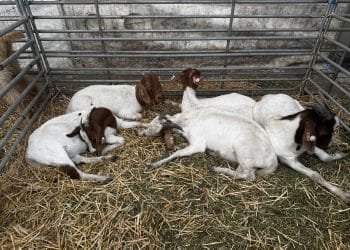 Achiziția de animale devine eligibilă prin fonduri europene – propunerea României, acceptată în noul pachet de simplificare a Politicii Agricole Comune