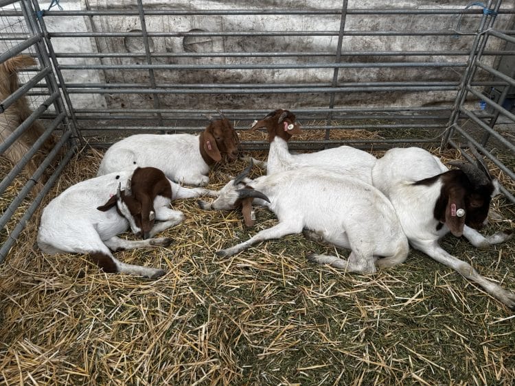 Achiziția de animale devine eligibilă prin fonduri europene – propunerea României, acceptată în noul pachet de simplificare a Politicii Agricole Comune