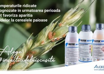 Temperaturile ridicate favorizează apariția afidelor la cerealele păioase: avertisment și recomandări de tratament