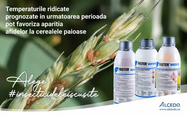 Temperaturile ridicate favorizează apariția afidelor la cerealele păioase: avertisment și recomandări de tratament