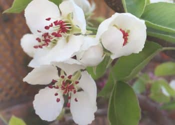 11,5 milioane de euro pentru livezile afectate: APIA primește cereri până în 9 martie 2026