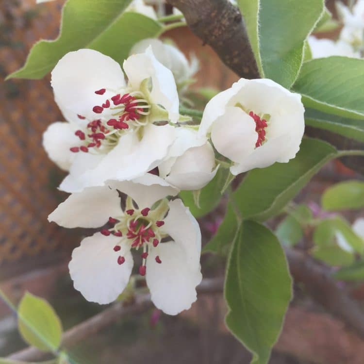 11,5 milioane de euro pentru livezile afectate: APIA primește cereri până în 9 martie 2026